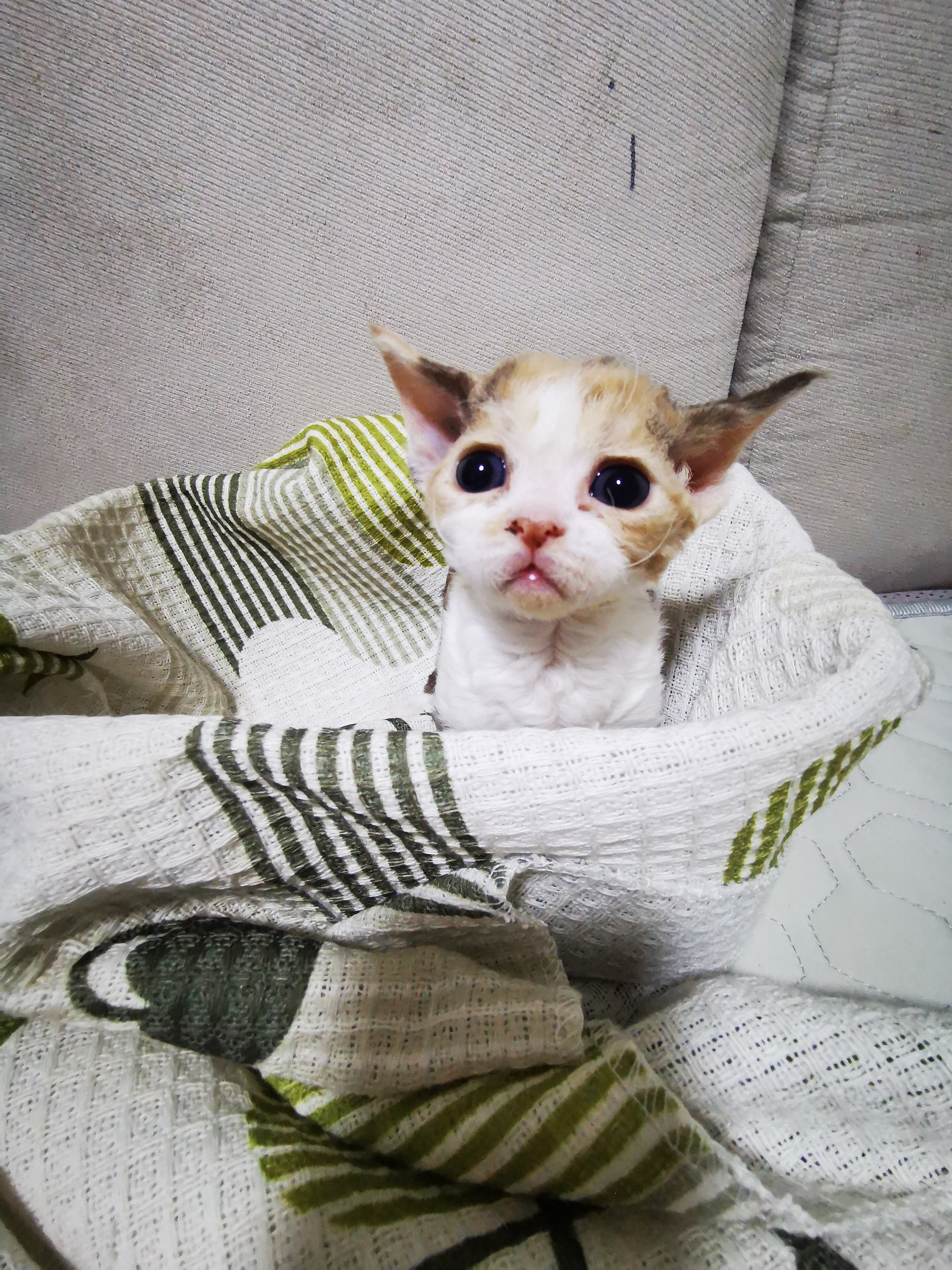 德文卷毛猫，三花，咖白，戴帽，自家繁育，不是猫舍